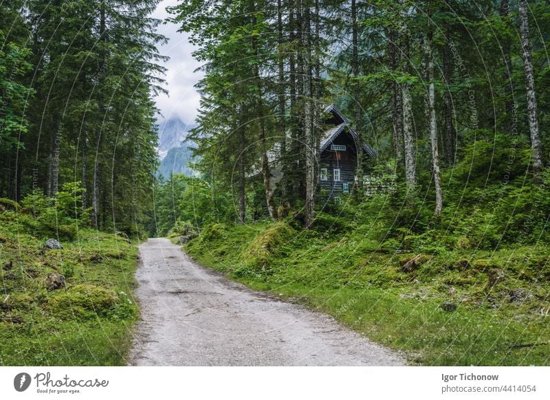 Der Wanderweg zum Oberen Gosauer Dachsteinsee, Österreich ramsau Landschaft Wald Natur Berge u. Gebirge Alpen Europa reisen im Freien Holz Panorama wandern