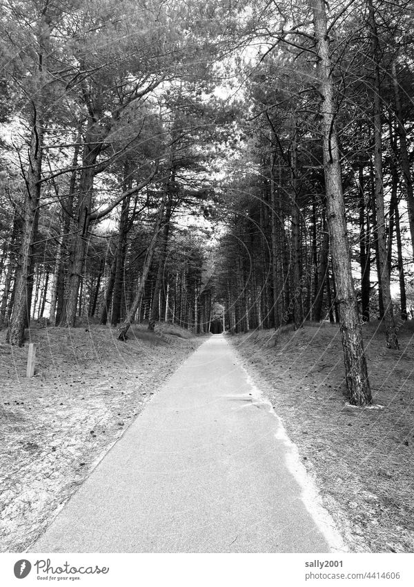der Weg ist das Ziel... Straße Wald Waldweg Waldstraße sandig Natur Bäume Spaziergang Erholung Wege & Pfade Menschenleer geteert schmal gerade geradeaus ruhig