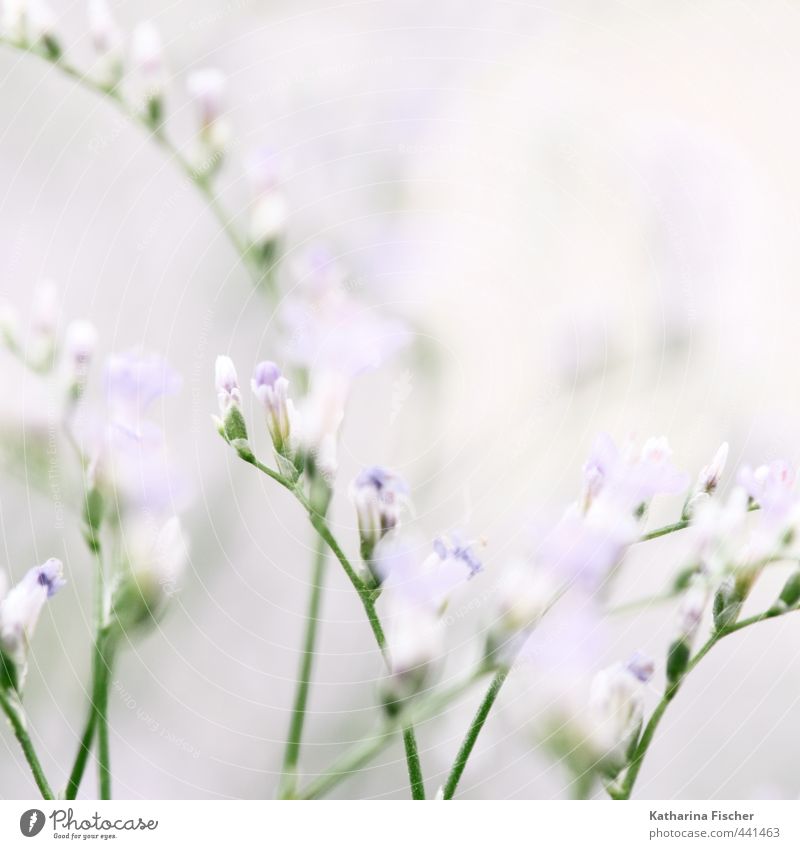 Ein Montag-Morgen-Gruß Umwelt Natur Pflanze Blume Sträucher Grünpflanze Nutzpflanze Wildpflanze Blühend Wachstum blau grün violett rosa weiß Blüte Blütenknospen