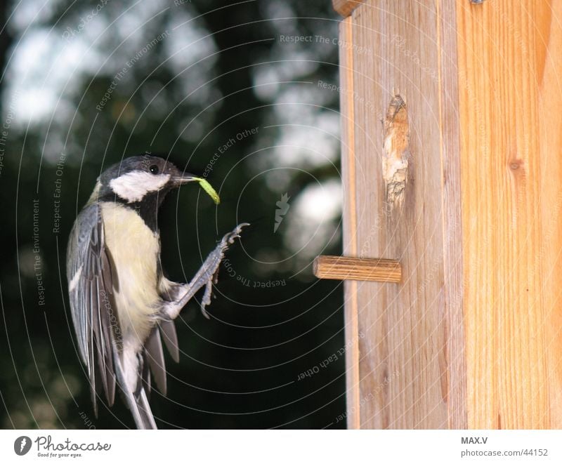Abendessen Kohlmeise Meisen Vogel Nistkasten Nest Futter füttern Sperlingsvögel Brutpflege Vogelkasten fliegen Raupe Flügel Feder Garten Futterhäuschen