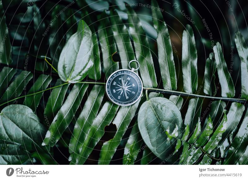 Kompass unter Farnblättern in einem tropischen Dschungel. Abenteuer Entdeckung Navigation Konzept Wurmfarn Tourismus reisen Konzepte Fundstück grün Natur