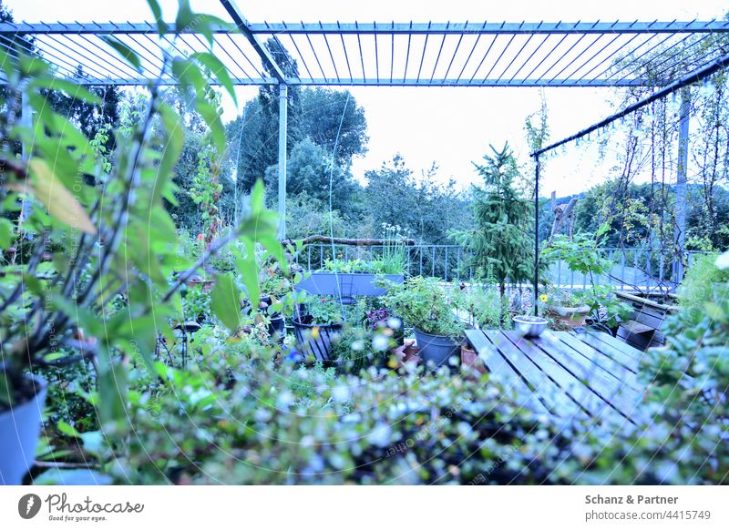 Balkon im Morgenlicht Terrasse Pflanzen bepflanzt Garten gießen begrünt Natur Gartenarbeit Außenaufnahme Gärtner Farbfoto