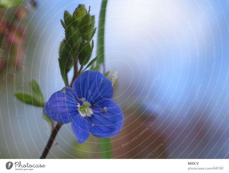 Klein und Schön Blüte Pflanze Blütenblatt zierlich nah Blütenknospen Unschärfe blau
