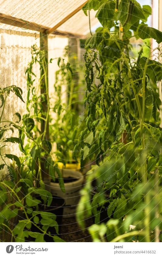 Treibhauseffekt Gemüseanbau Sommer Wachstum autark selbstangebaut Pflanze Pflanzen frisch wachsen aufwachsen Nutzpflanze natürlich nachhaltig Beet Gemüsegarten