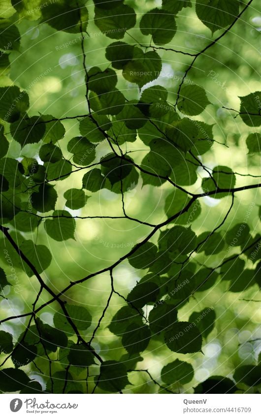 Blätter eines Baumes von unten gesehen Blatt Natur grün Hintergrund Umwelt Wald Frühling Licht frisch Sommer Wachstum Sonnenlicht Saison Laubwerk im Freien