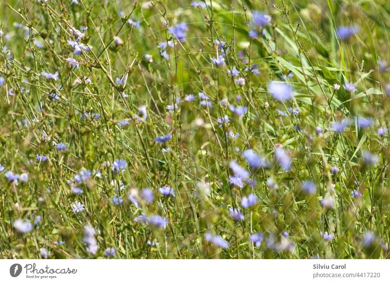 Mehrere Zichorien in einem blühenden Feld mit selektivem Fokus blau Natur Pflanze Chicorée Flora Sommer Blume Kraut grün Wiese geblümt wild Blütezeit Gras