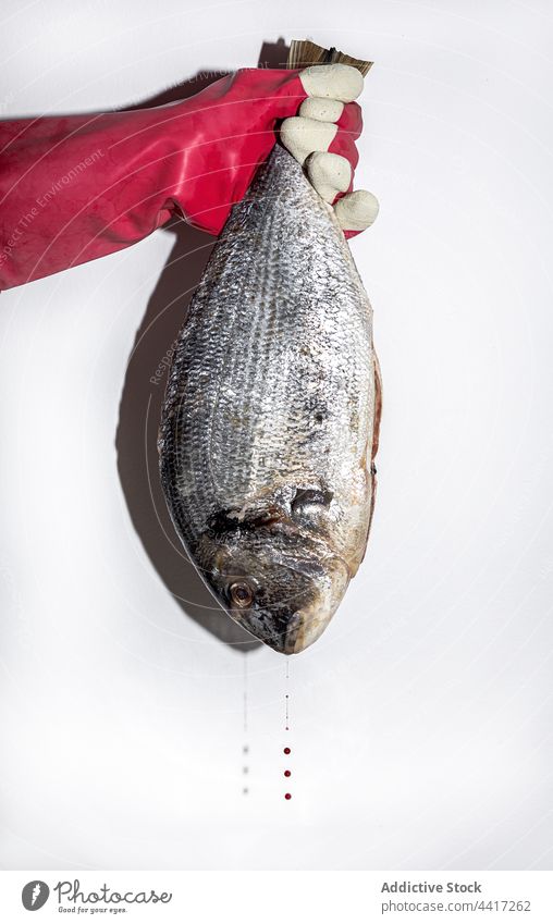 Person mit frischem rohen Fisch ganz Brasse Dorado Hand Meeresfrüchte Lebensmittel ungekocht Bestandteil Koch kulinarisch Ernährung natürlich Küche Mahlzeit