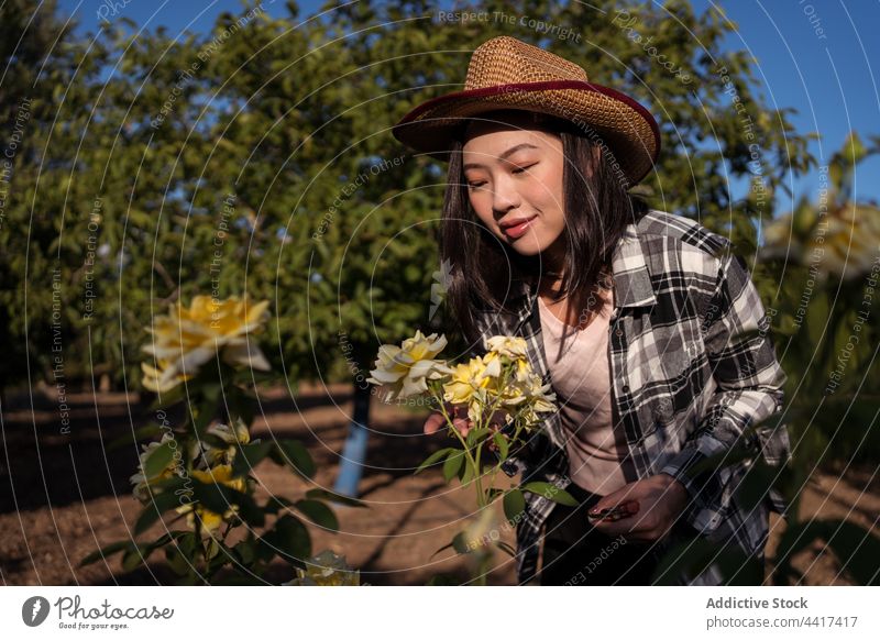 Fröhliche asiatische Frau in üppigem Garten mit Rosen auf dem Lande Landwirt riechen Roséwein Blume Landschaft Schniefen duftig Wittern genießen ethnisch