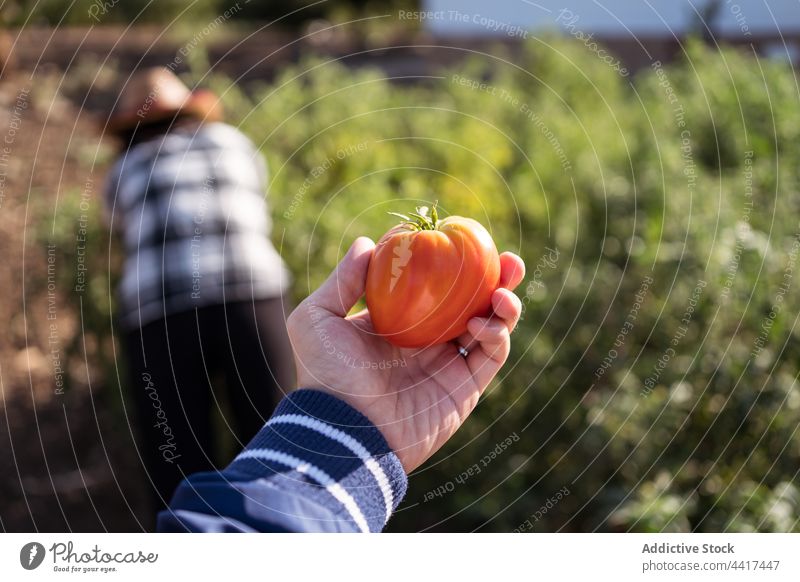 Anonyme Frau mit reifer Tomate auf dem Bauernhof Landwirt Ernte Garten Landschaft Sommer pflücken Ackerbau ethnisch asiatisch abholen kultivieren frisch Gemüse