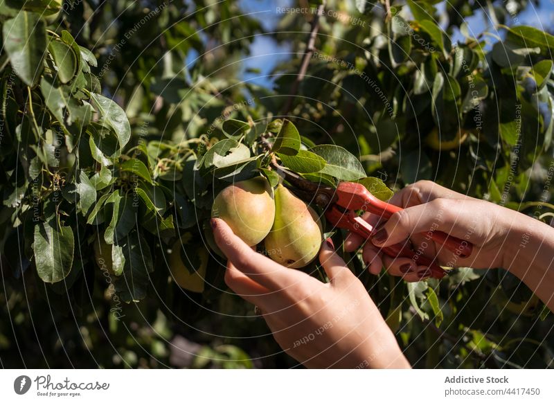 Ernte Frau sammelt Birnen mit Gartenschere Landwirt abholen Frucht Baum Landschaft Pflaume Schere pflücken kultivieren Sommer reif Werkzeug Instrument frisch