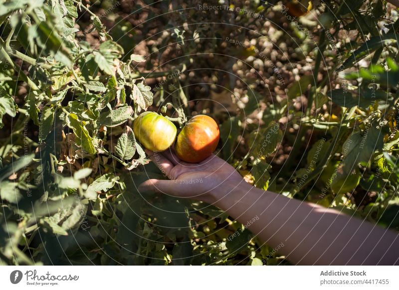 Landwirt zeigt unreife Tomaten, die auf dem Lande wachsen Landschaft Wachstum Ackerbau vegetieren Garten kultivieren organisch Ernte Bauernhof üppig (Wuchs)