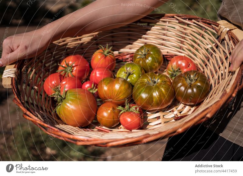 Frau mit Tomatenernte auf dem Lande Ernte Landwirt Bauernhof abholen Korb reif Landschaft ländlich frisch Ackerbau Schonung Feld organisch Natur froh Agronomie