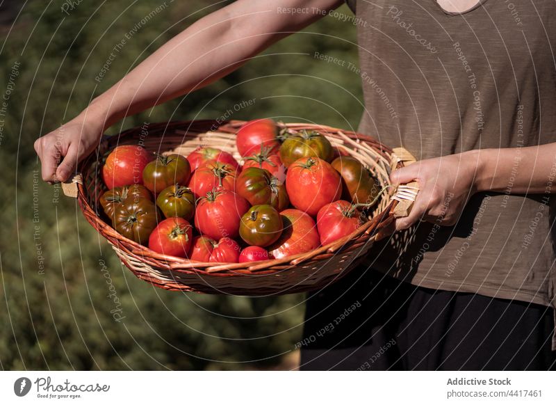 Frau mit Tomatenernte auf dem Lande Ernte Landwirt Bauernhof abholen Korb reif Landschaft ländlich frisch Ackerbau Schonung Feld organisch Natur froh Agronomie