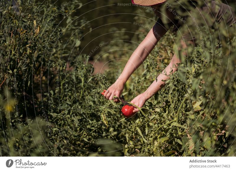 Bauer pflückt Tomaten im Garten Frau Landwirt Ernte Landschaft abholen pflücken Ackerbau Bauernhof ethnisch asiatisch Wachstum organisch Saison vegetieren