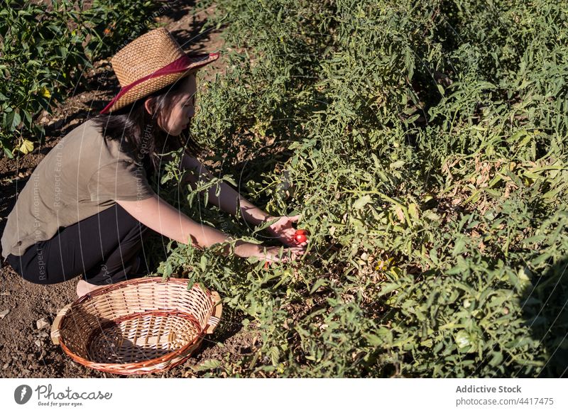 Asiatischer Bauer pflückt Tomaten im Garten Frau Landwirt Ernte Landschaft abholen pflücken Ackerbau Bauernhof ethnisch asiatisch Wachstum organisch Saison