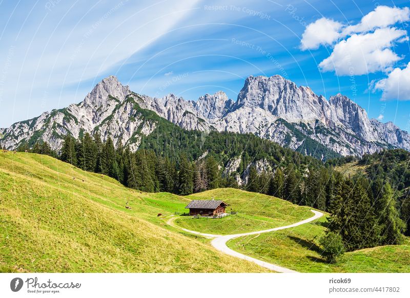 Blick auf die Litzlalm mit Hütte in Österreich Almhütte Alpen Gebirge Berg Baum Wald Wilder Kaiser Landschaft Natur Sommer Wiese Gras Landwirtschaft Viehzucht