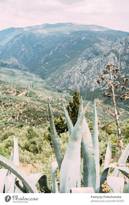 Agavenpflanzen am Tal von Delphi, Griechenland Pflanze Landschaft Berge Natur