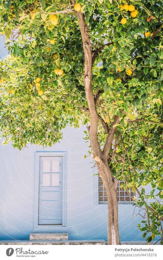 Zitronenbaum vor einem blauen Haus Baum Architektur Griechenland Tür Sommer