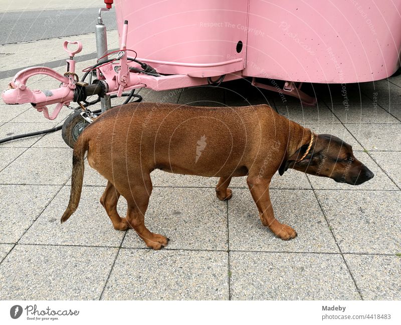 Großer Hund mit kurzem Fell in devoter und ängstlicher Haltung vor einem Imbisstand in grellem Pink beim Street Food Festival in Detmold in Ostwestfalen-Lippe