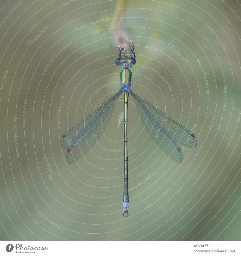 blaugrüne, filigrane Libelle aus der Vogelperspektive Natur Insekt Flügel Nahaufnahme Makroaufnahme Tier 1 Tierporträt Libellenflügel Facettenauge sitzen