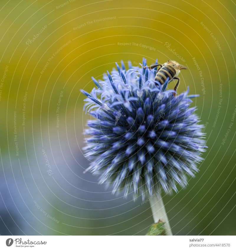 blau und stachelig Kugeldistel Biene Blume gelb Blüte Natur Sommer Makroaufnahme Nektar Garten Pflanze Duft Blühend Honigbiene fleißig Insekt Menschenleer