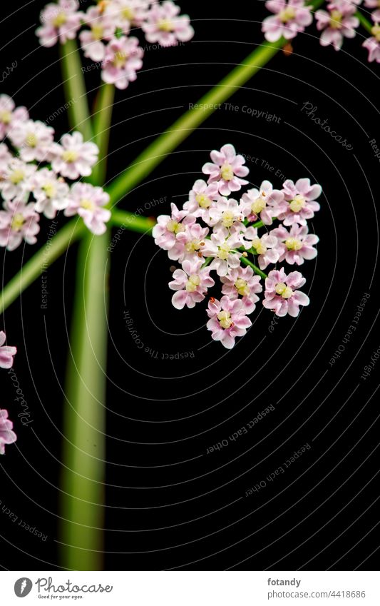 Makro-Aufnahme des Doldenblütenstands einer Wiesen-Bärenklau-Pflanze (lat: Heracleum sphondylium) isoliert auf Schwarz. Fundort in Bayern. Blume Blüte