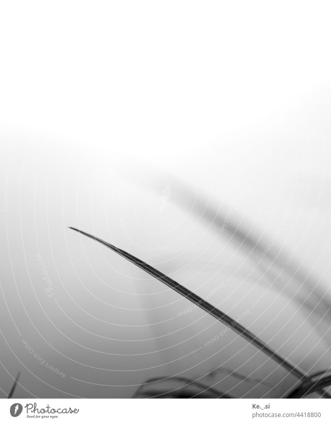 Grashalm im Wind - BlacknWhite Schwache Tiefenschärfe Schwarzweißfoto Natur minimalistisch Achtsamkeit achtsam Außenaufnahme Umwelt Unschärfe ruhig