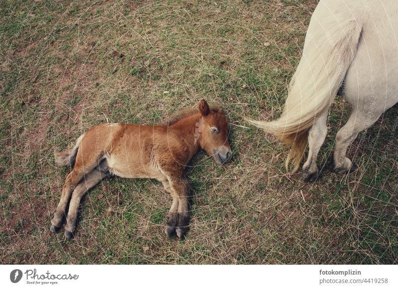 Ponyfohlen auf dem Weideboden Fohlen Ponies pony ponies müde erschöpft wild Iceland ponies ausruhen chillen Mutter Mutter und Kind süß klein jung verletztlich