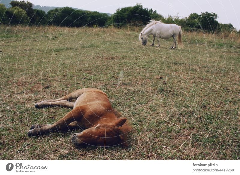 Pony mit ruhendem Fohlen auf der Weide Tierjunges Wiese grasen liegen Pferd erschöpft müde ausruhen Nutztier Ponyfohlen Tierporträt Ponys Ponies Gras