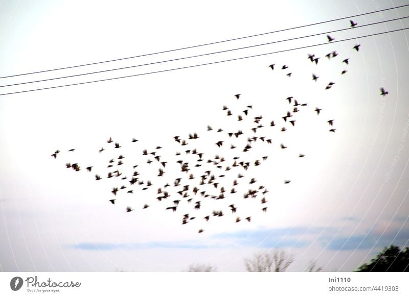 Vorbereitung für den Flug in den Süden Vögel Stare Zugvögel Schwarm Schwarmverhalten Schutz Gruppe Trupp fliegen Pulk Vogelzug Himmel Flugformation sammeln