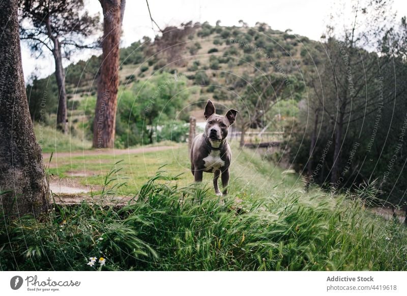 Reinrassiger Hund im Sommer in der Natur Haustier Tier Wiese züchten Landschaft Fauna neugierig erkunden grau Kragen Eckzahn Kreatur Gras achtsam Interesse