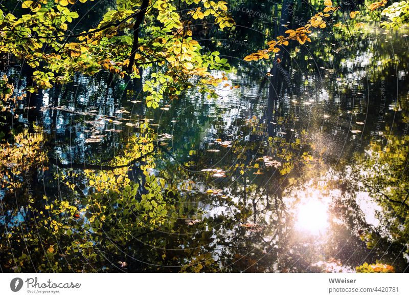Langsam wird es Herbst und die tief stehende Sonne spiegelt sich zwischen den Zweigen im alten Teich Wasser Licht Spiegelung Blätter Blatt herbstlich September