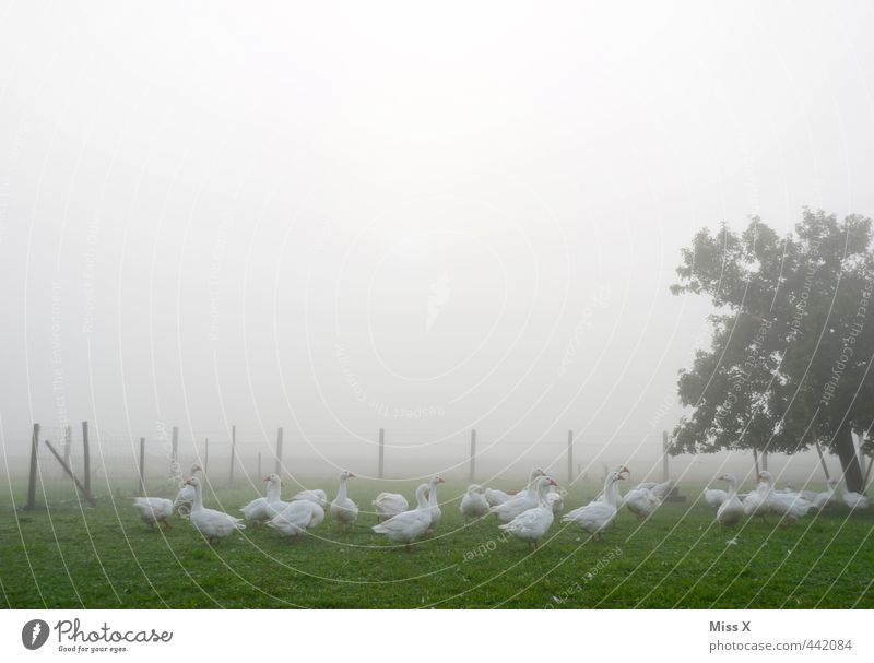 Gänse im Nebel Herbst Wetter schlechtes Wetter Garten Nutztier Vogel Tiergruppe dunkel Landwirtschaft Tierhaltung Tierzucht Freilandhaltung Gans Geflügelfarm