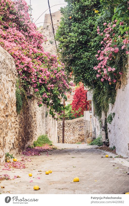 Straße in Nafplio, Griechenland mit Zitronen auf dem Boden Gasse alt Stadt Blumen Stein Wand