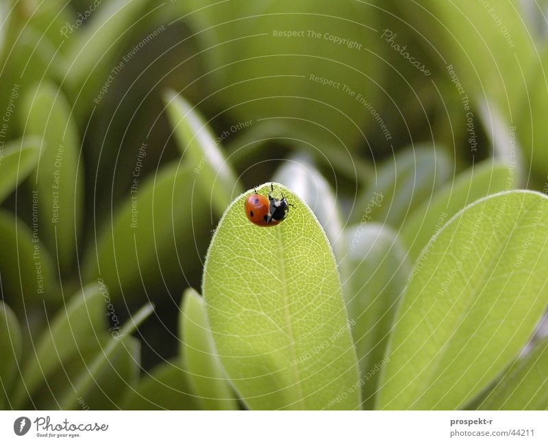 Alles im grünen Bereich - Glück gehabt! Marienkäfer rot schwarz Blatt Glücksbringer Nutztier Makroaufnahme Natur