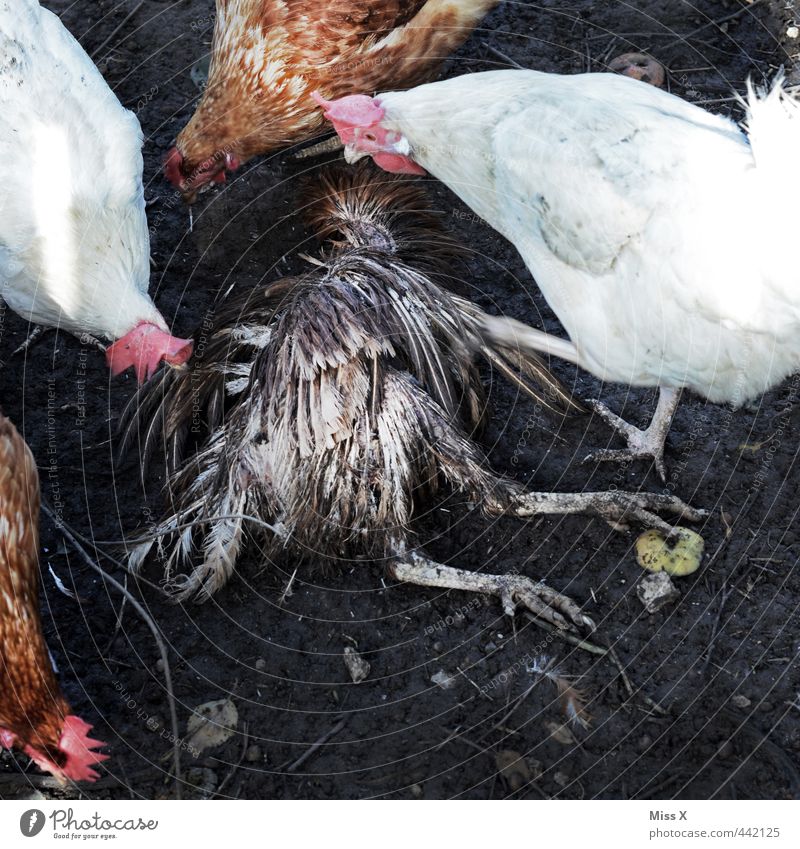 Kannibalismus Nutztier Totes Tier Vogel Flügel Tiergruppe dreckig Gefühle Stimmung Trauer Tod Todesangst verstört kannibalisch Haushuhn Bodenhaltung