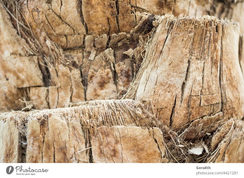 Textur Hintergrund Abstraktion Rinde Holz Fasern der Palme abstrakt Hintergründe braun Nahaufnahme Farbe Umwelt hellbraun Makro Material natürlich Natur alt