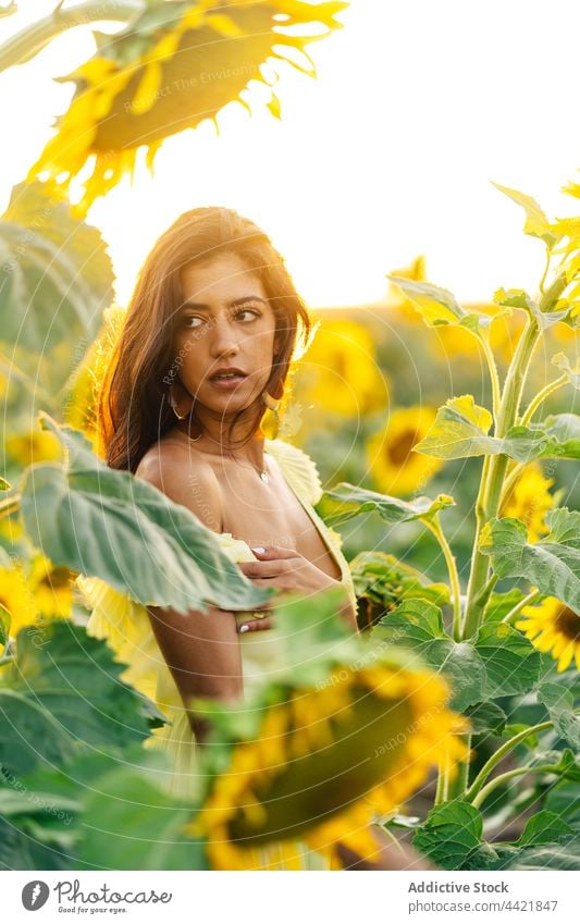 Frau in gelbem Kleid in einem Sonnenblumenfeld Stil Sommer Feld Blume Mode Anmut jung hispanisch Boho Bohemien Natur Blütezeit Landschaft romantisch feminin