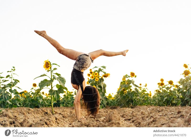 Frau macht Handstand in der Natur Sonnenblume Feld Sommer Trick akrobatisch Landschaft Gleichgewicht Barfuß aktiv Blume Split Blütezeit Flora Erholung üben
