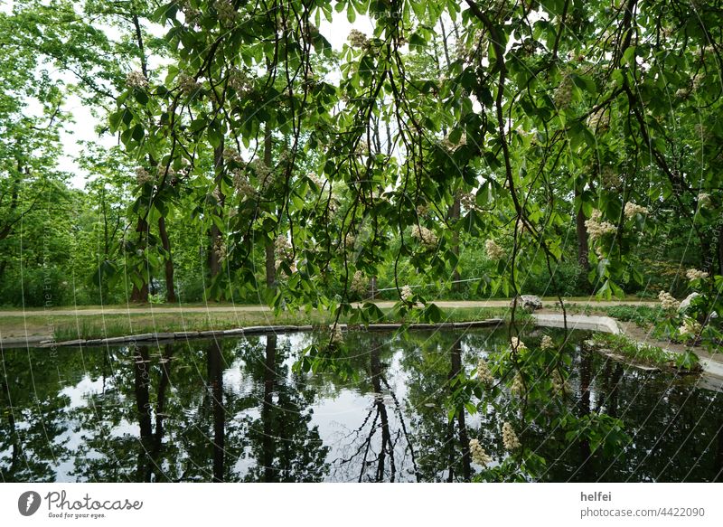 Gartenteich mit Spiegelungen von Bäumen im Wasser in einem Park Teich See Reflexion & Spiegelung Farbfoto Menschenleer Botanik Idylle grün Schwimmen & Baden