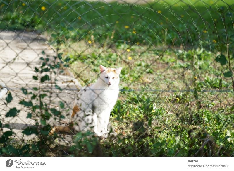 Nachbarkatze mit weißem Fell hinter Maschendrahtzaun im Garten Katze Haustiere Hauskatze beobachten gefleckt aufmerksam skeptisch verängstigt Nachbarschaft