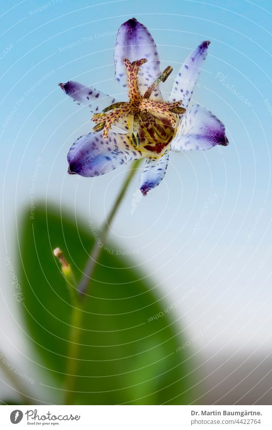 Japanische Krötenlilie, Tricyrtis hirta Pflanze Tigerstern Blüte blühend mehrjährig schattenliebend ausdauernd krautig Liliaceae Liliengewächse aus Japan Blatt