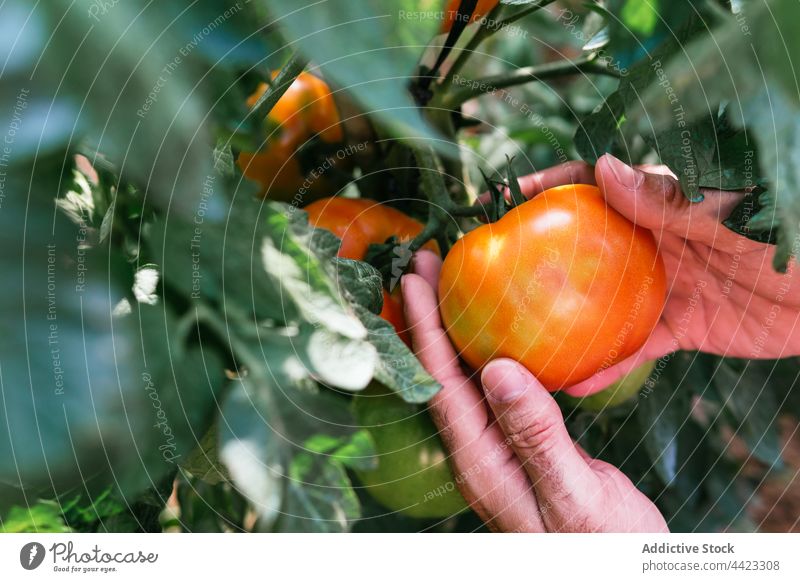 Landwirt pflückt rote Tomate im Garten abholen reif Ernte Ackerbau organisch Bauernhof pflücken frisch kultivieren Saison ländlich Wachstum natürlich Sommer