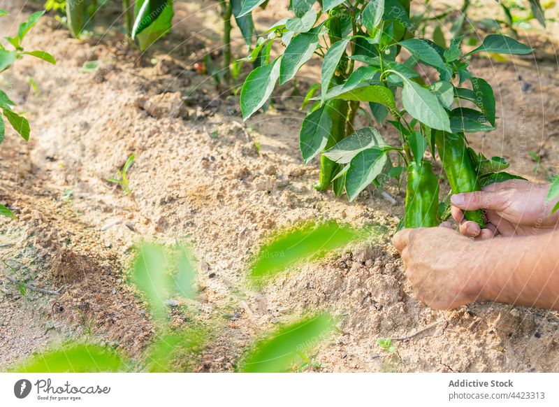 Landwirt pflückt frische Paprika im Garten pflücken reif abholen Ernte Sommer sonnig Feld Bauernhof Ackerbau natürlich Gemüse organisch Landschaft kultivieren