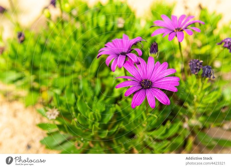 Lila Blumen blühen im üppigen Garten Dimorphothek purpur Blütezeit wachsen duftig Flora Botanik geblümt Natur Aroma Wittern violett sanft Frühling vegetieren