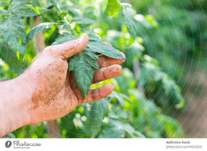 Landwirt berührt Tomatenblatt im Garten berühren Blatt Bauernhof grün Pflanze dreckig Hand Boden Ackerbau Landschaft frisch wachsen organisch natürlich Wachstum