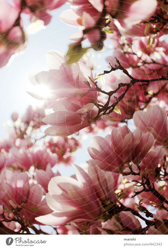 magnolietisch Natur Pflanze Frühling Sommer Schönes Wetter Blume rosa Magnoliengewächse Magnolienbaum Magnolienblüte Duft schön Farbfoto Außenaufnahme