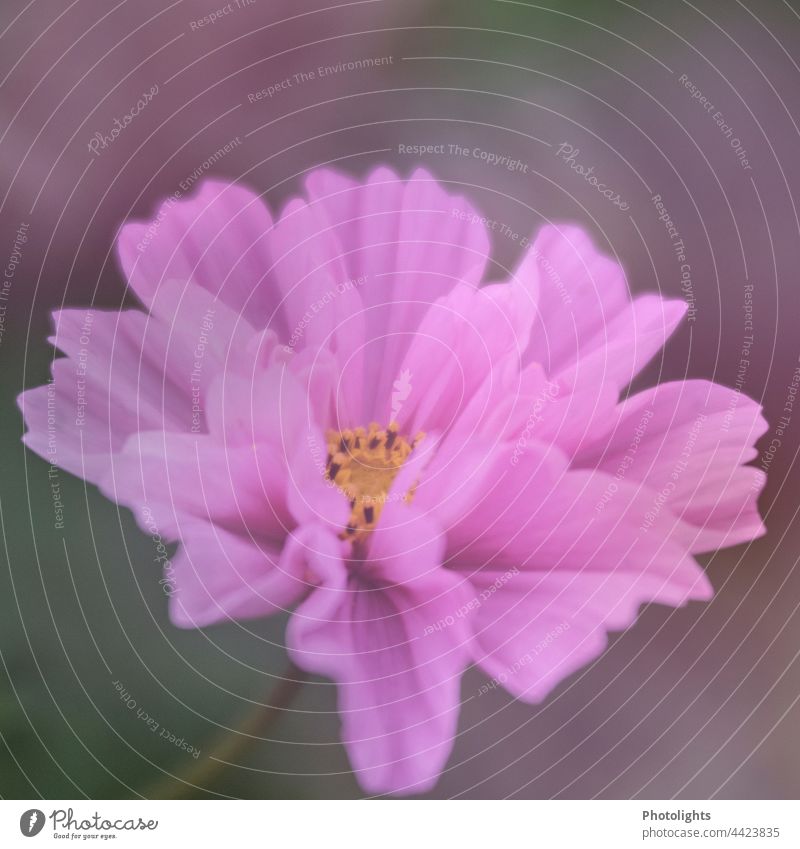 Verträumte Cosmea Cosmeablüte Blüte alleine verträumt unscharf soft Nahaufnahme Blume Natur blühend Schmuckkörbchen Außenaufnahme Schwache Tiefenschärfe