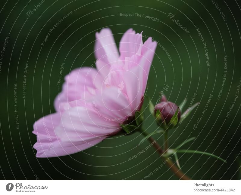 Cosme Blume und Knospe in der Seitenansicht Kosmea Schmuckkörbchen rosa grün Blüte Blütenknospen Pflanze filigran Bokeh Natur Blühend Sommer Garten Nahaufnahme