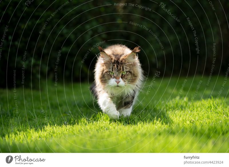gestromte weiße Maine Coon Katze läuft auf grünem Gras im Sonnenlicht Rassekatze Haustiere Langhaarige Katze maine coon katze fluffig Fell katzenhaft Quaste